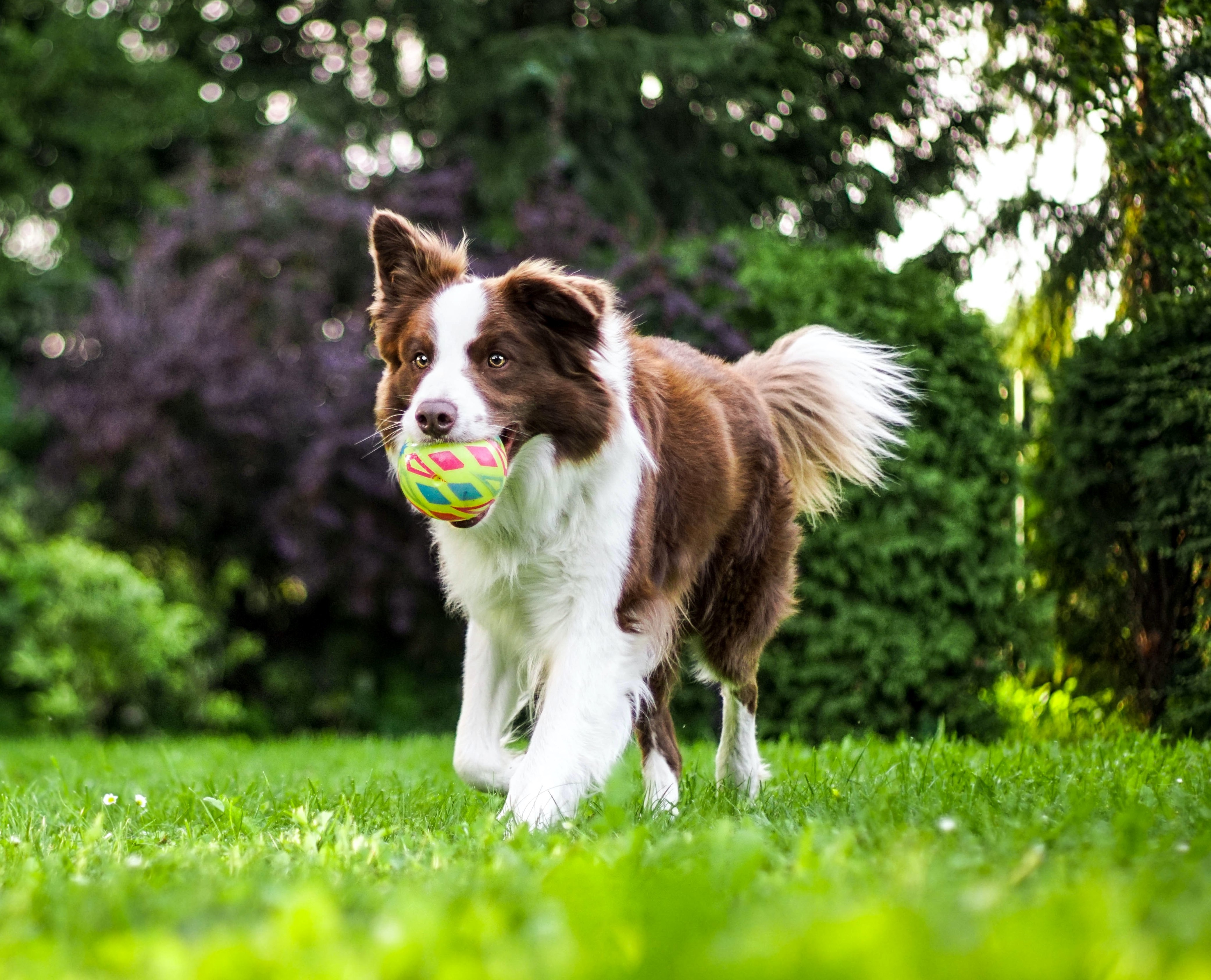 dog playing ball